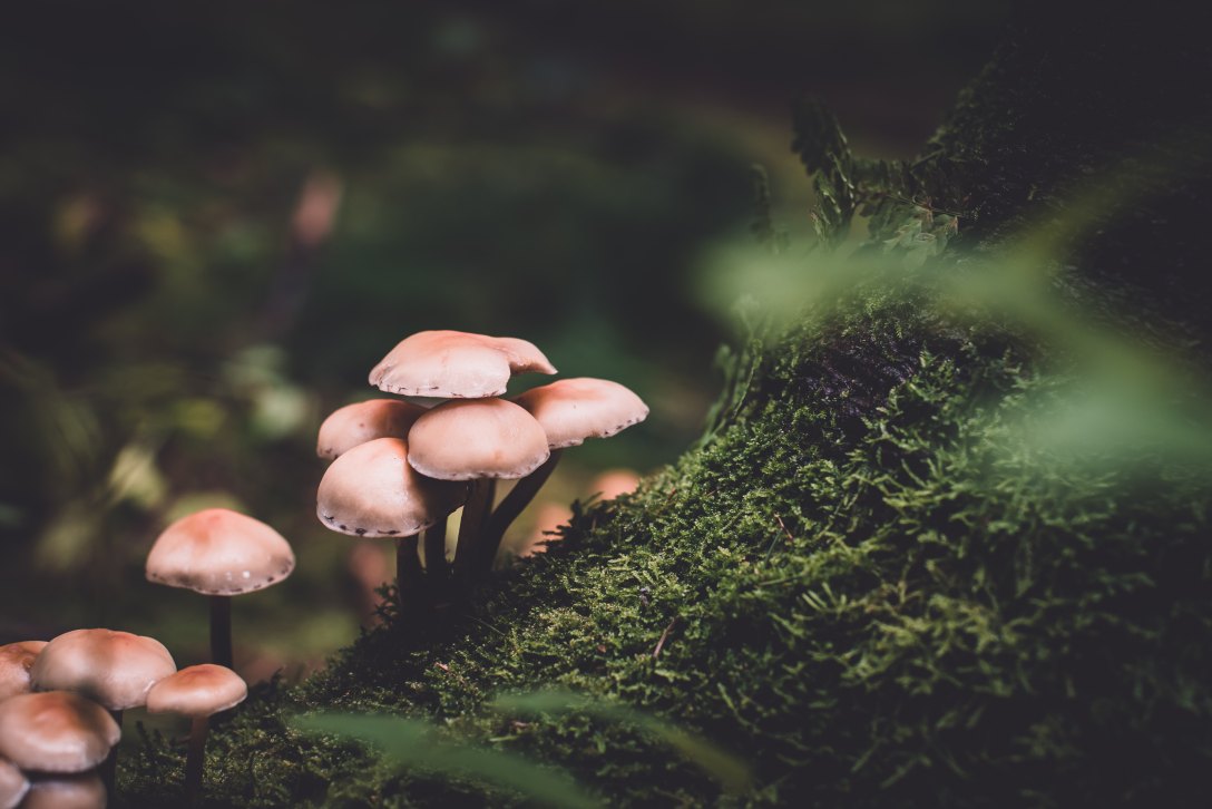 A collection of mushrooms and moss